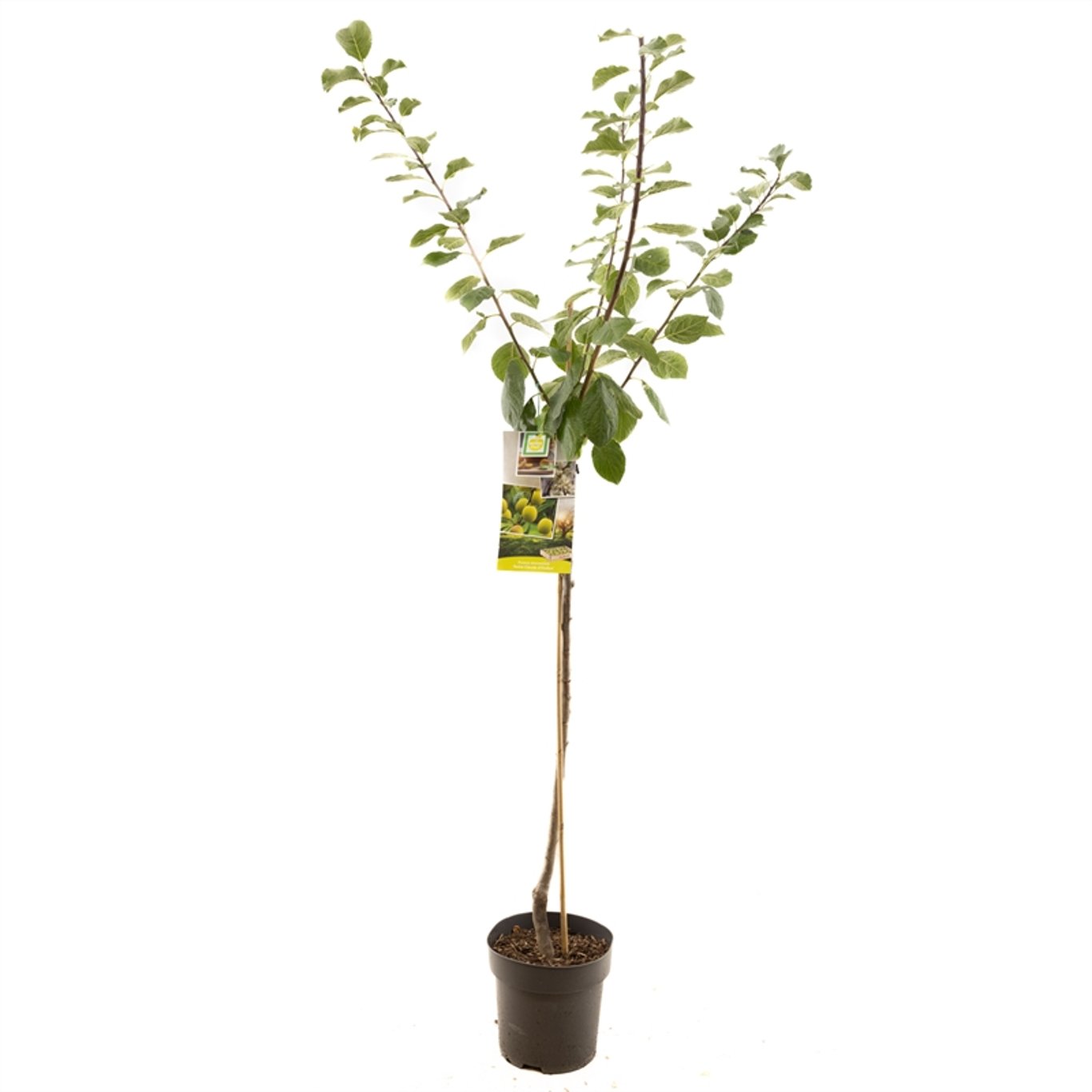 Prunus d. 'Reine Claude d'Oullins' - C7.5 Halfstem